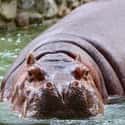 Even Their Waste Is Deadly on Random Things that Prove Hippos Are Extremely Dangerous Animals