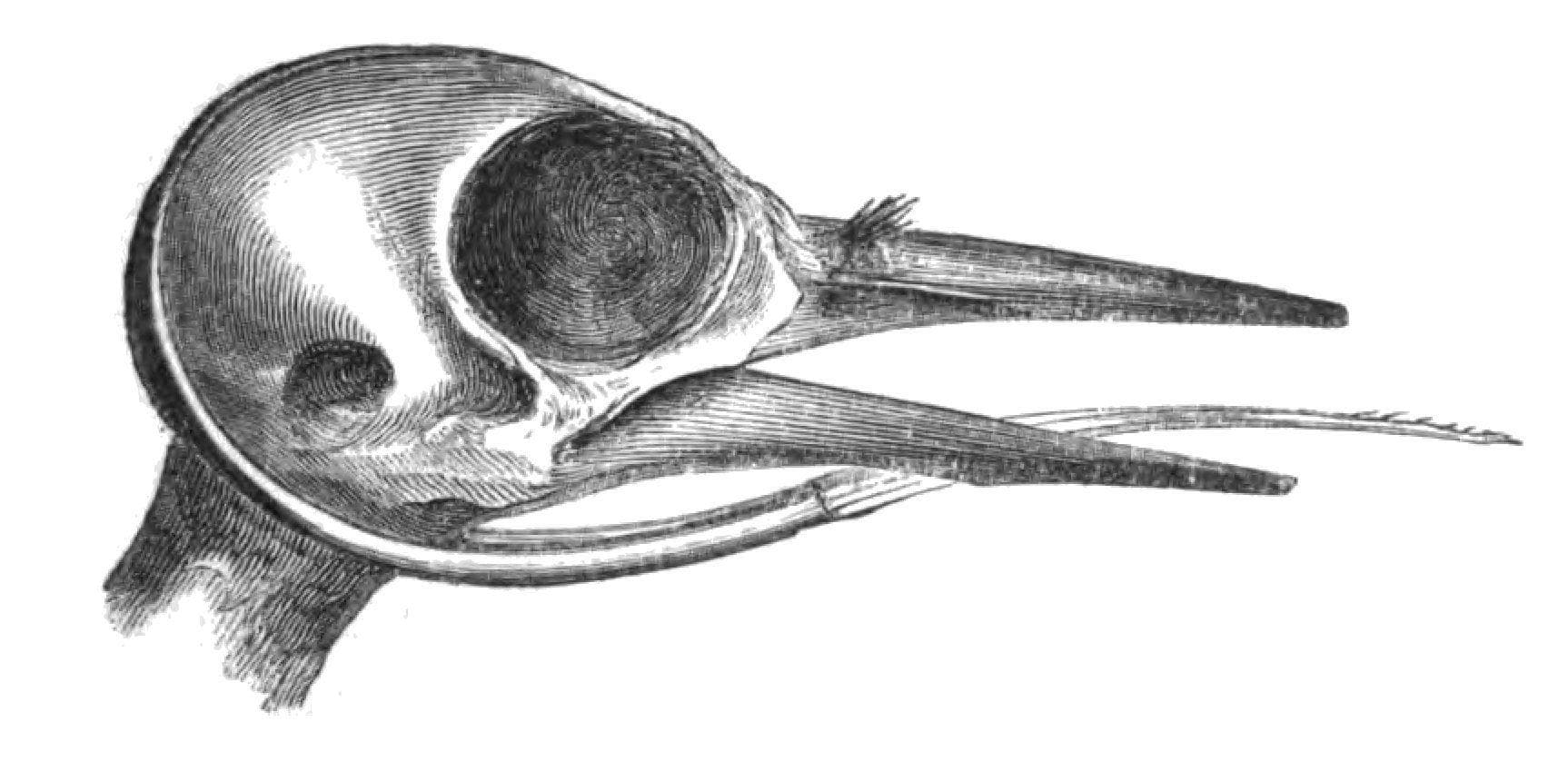 The Outrageous Length Of A Woodpecker's Tongue Reveals It To Be For Much More Than Taste Alone