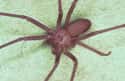 Brown Recluse Spiders Took Over A School on Random Most Horrifying Spider Infestations