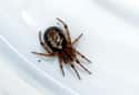 False Widows Invaded Kent, England, By The Thousands on Random Most Horrifying Spider Infestations