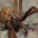 Spiders Infiltrated A Canadian Town And People Lost Sleep Over It on Random Most Horrifying Spider Infestations