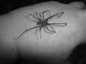 A Couple Was Attacked By Venomous Hobo Spiders on Random Most Horrifying Spider Infestations
