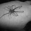 A Couple Was Attacked By Venomous Hobo Spiders on Random Most Horrifying Spider Infestations