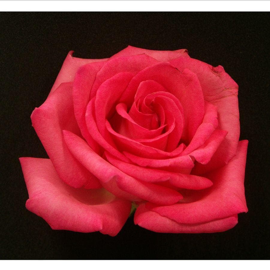 [Name], Will You Accept This Rose?