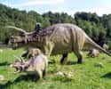 The Triceratops Kind Of Didn’t Exist on Random Craziest Dinosaur Facts That Have Been Discovered Since You Were In School
