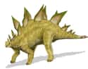 The Stegosaurus Did Not Have A Second Brain In Its Pelvis on Random Craziest Dinosaur Facts That Have Been Discovered Since You Were In School