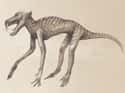 Paleontologists Have Little Idea What Dinosaurs Looked Like Aside From Their Skeletal Structure on Random Craziest Dinosaur Facts That Have Been Discovered Since You Were In School