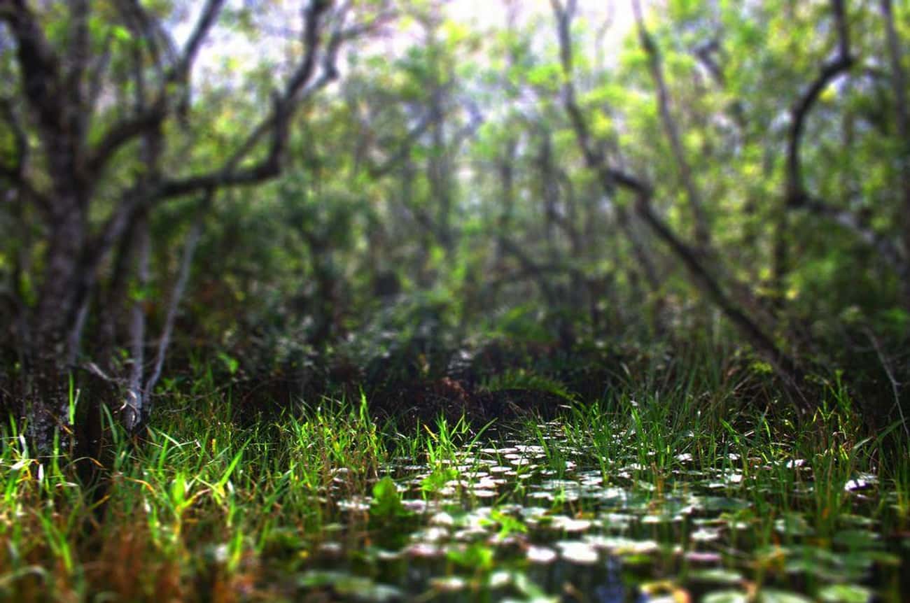The Elusive And Stinky Skunk Ape Supposedly Makes Its Home In Florida's Everglades