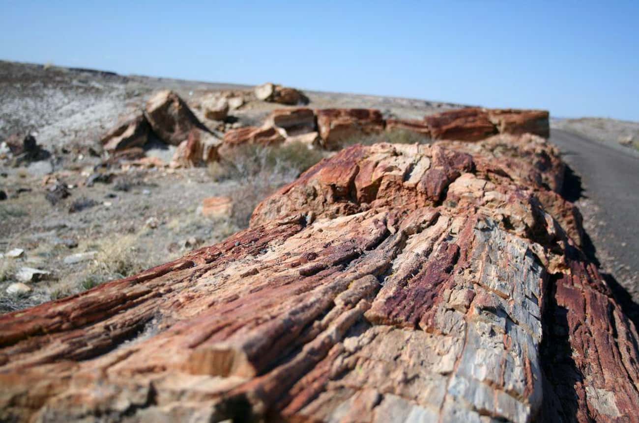 Illegal Souvenirs From Utah's Escalante Petrified Forest Supposedly Carry A Curse