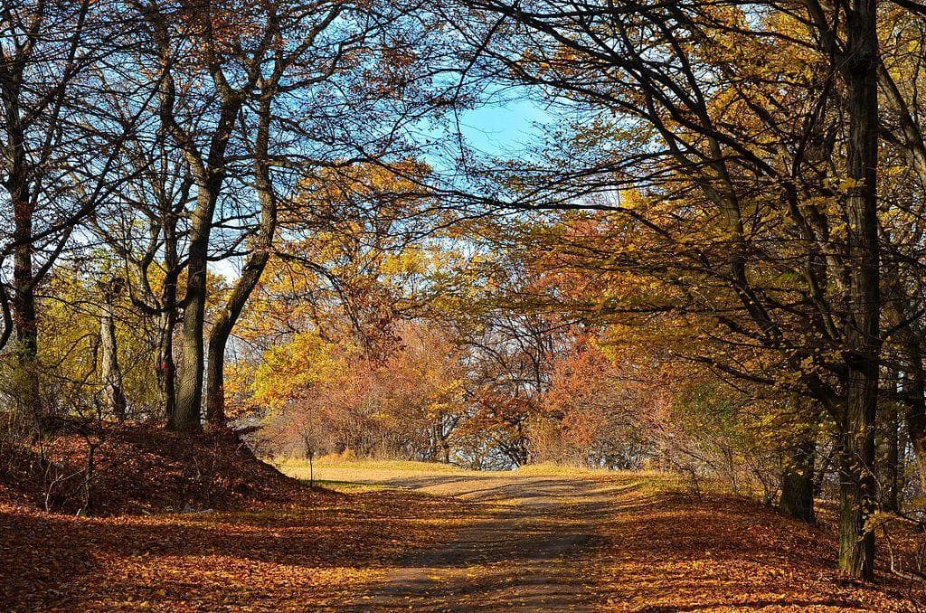Hoia Baciu Forest In Transylvania