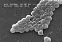 Multidrug-Resistant Acinetobacter on Random Most Dangerous Drug-Resistant Diseases
