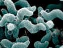 Drug-Resistant Campylobacter on Random Most Dangerous Drug-Resistant Diseases