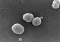 Drug-Resistant Streptococcus Pneumoniae on Random Most Dangerous Drug-Resistant Diseases