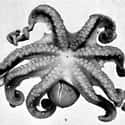 Scientists Previously Pitched The Theory In The 1970s on Random Researchers Claim Octopuses Are Alien Life Forms