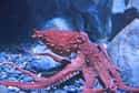 The Paper Discusses The Possibility Of God's Involvement In Creation on Random Researchers Claim Octopuses Are Alien Life Forms