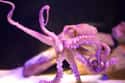 None Of The Paper's Authors Are Zoologists on Random Researchers Claim Octopuses Are Alien Life Forms