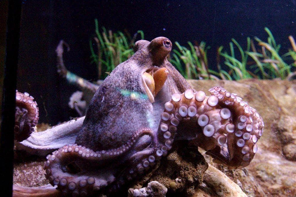 Random Researchers Claim Octopuses Are Alien Life Forms