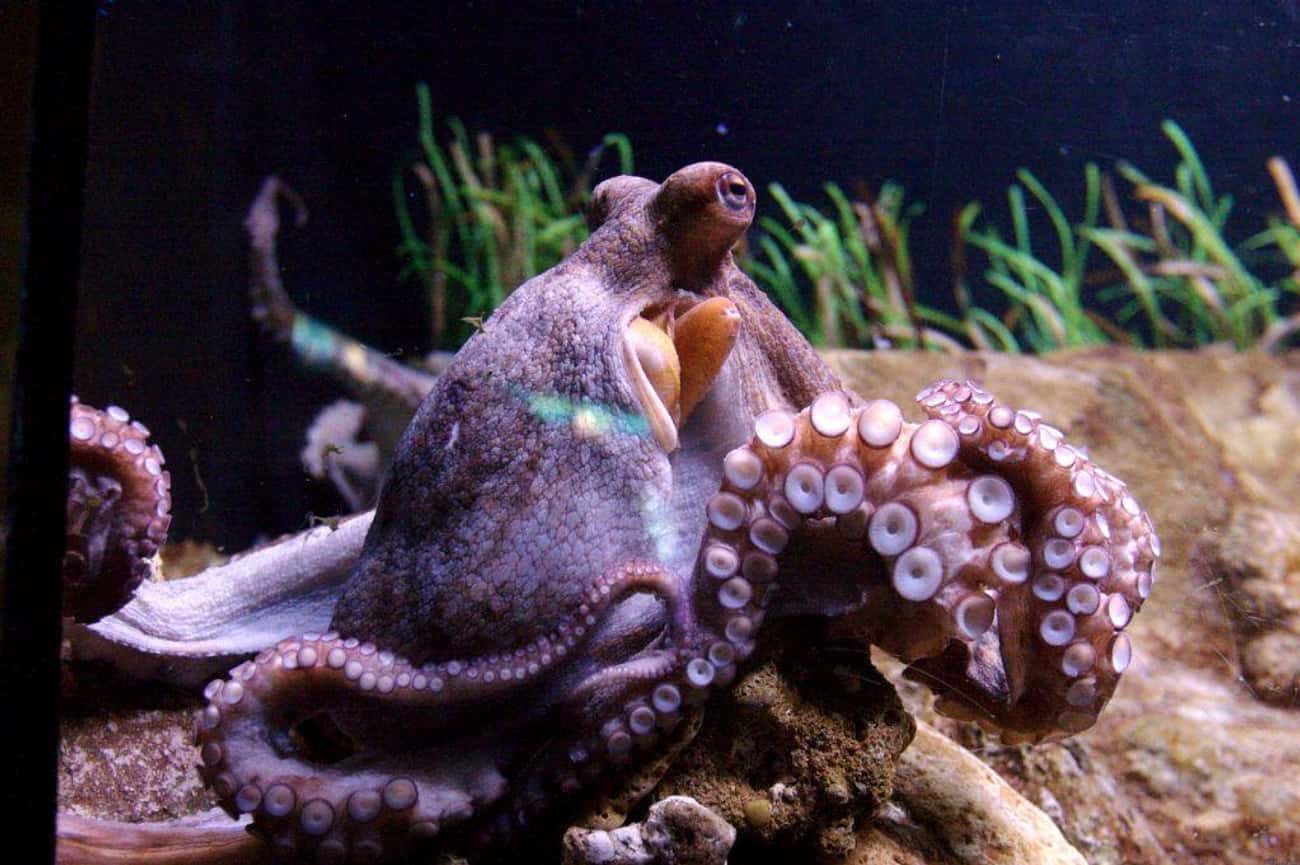 33 Scientists Published Their Alien Octopus Theory In A Peer-Reviewed Journal