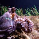 33 Scientists Published Their Alien Octopus Theory In A Peer-Reviewed Journal on Random Researchers Claim Octopuses Are Alien Life Forms