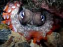 Squid And Octopuses May Be Taking Over The Ocean on Random Researchers Claim Octopuses Are Alien Life Forms