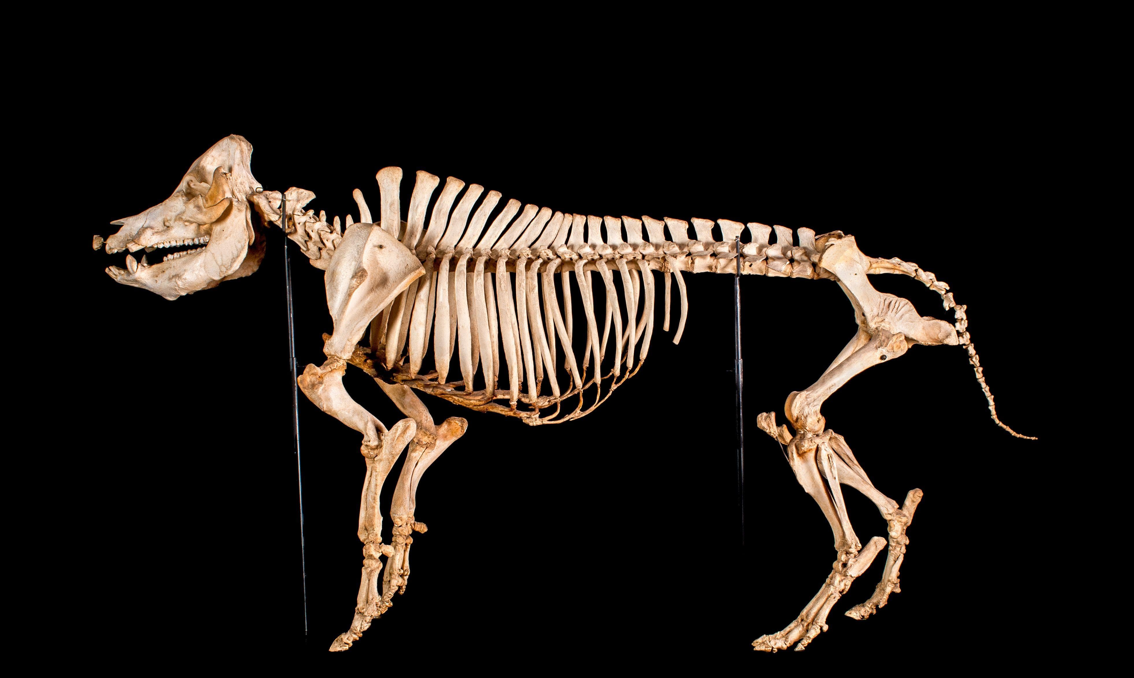 Human Bones Or Animal Bones? Here's How You Can Tell The Difference