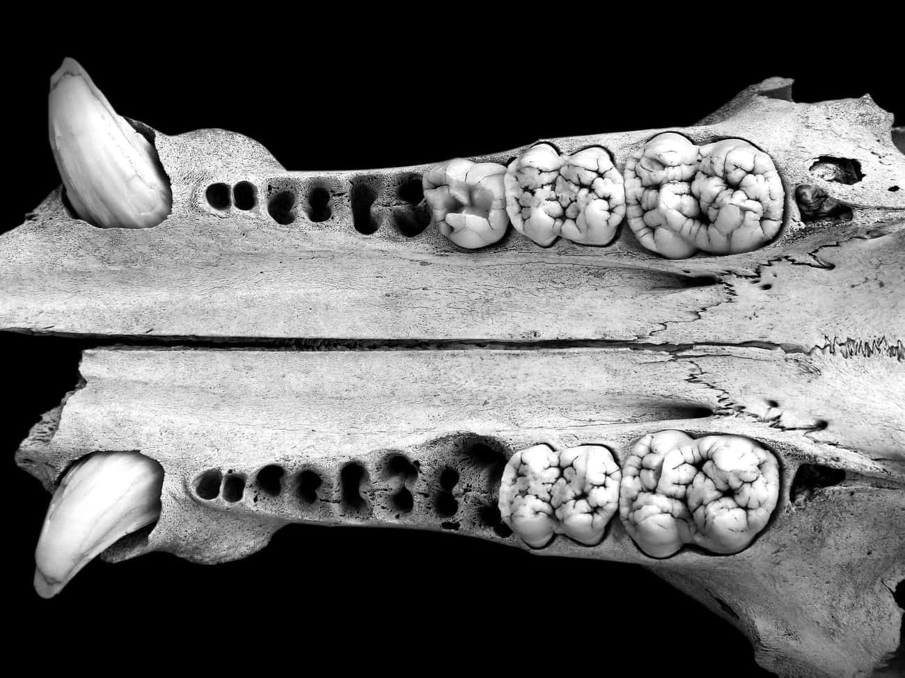 Teeth Can Offer Clues To Diet And Species