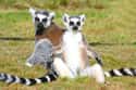 Kirstie Alley’s Lemurs on Random Celebrities With Totally Strange (And Possibly Illegal) Pets