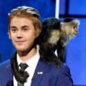 Justin Bieber's Monkey on Random Celebrities With Totally Strange (And Possibly Illegal) Pets