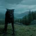Sirius Black's Dog Transformation Is Written In The Stars on Random Historical References In Harry Potter