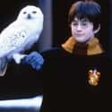 Hedwig Was Made To Take Care Of An Orphaned Harry Potter on Random Historical References In Harry Potter