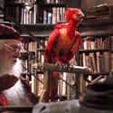 Dumbledore's Phoenix Fawkes Is Named After Guy Fawkes on Random Historical References In Harry Potter