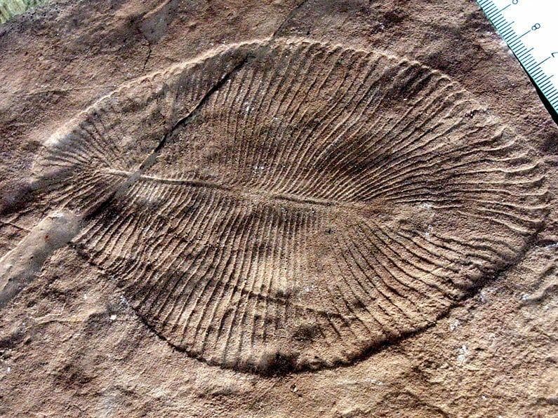 Compared To The Slow Timeline Of Earth, The Cambrian Explosion Seemed To Happen Overnight