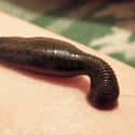 Leech Therapy on Random Animal Beauty Treatments That Put Wild Into Your Look