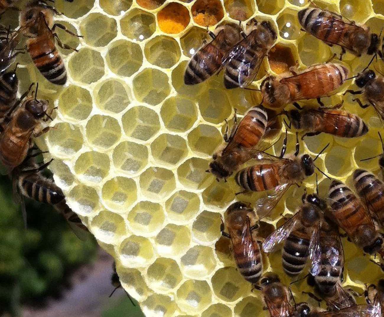Пчелы в жизни человека. Пчелы. Жизнь пчел. Жизнь пчеломатки. Образ жизни пчел.