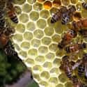 Bee Venom Cream on Random Animal Beauty Treatments That Put Wild Into Your Look