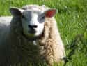 Sheep Placenta Facial on Random Animal Beauty Treatments That Put Wild Into Your Look