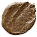 Cup O' Coffee is listed (or ranked) 5 on the list The Best Lush Face Masks