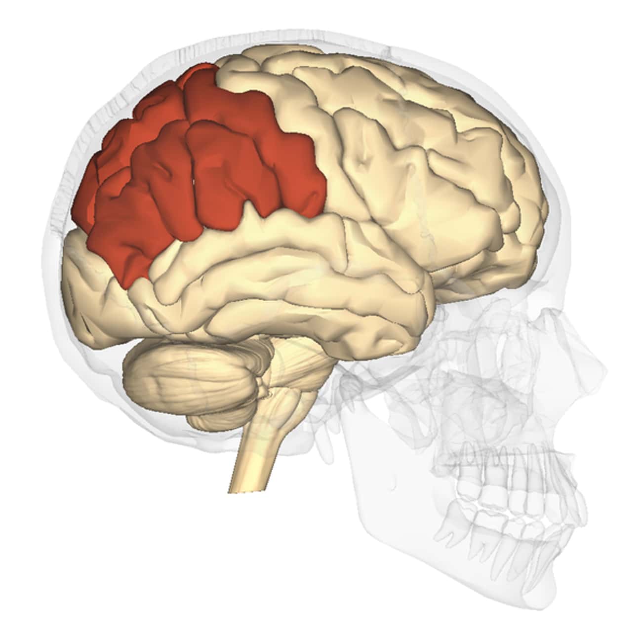 Две коры головного мозга. Supramarginal gyrus.