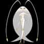 Pheromosa is listed (or ranked) 28 on the list The Best Generation 7 Pokémon