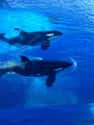 They Can Travel Up To 35 Miles Per Hour on Random Orcas Are Biggest Jerks In Entire Ocean