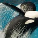 They're Camouflaged To Sneak Up On Prey More Easily on Random Orcas Are Biggest Jerks In Entire Ocean