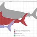 It Was Larger Than Any Currently Living Shark on Random Megalodons Were One Of The Most Horrifying Creatures To Swim The Seven Seas