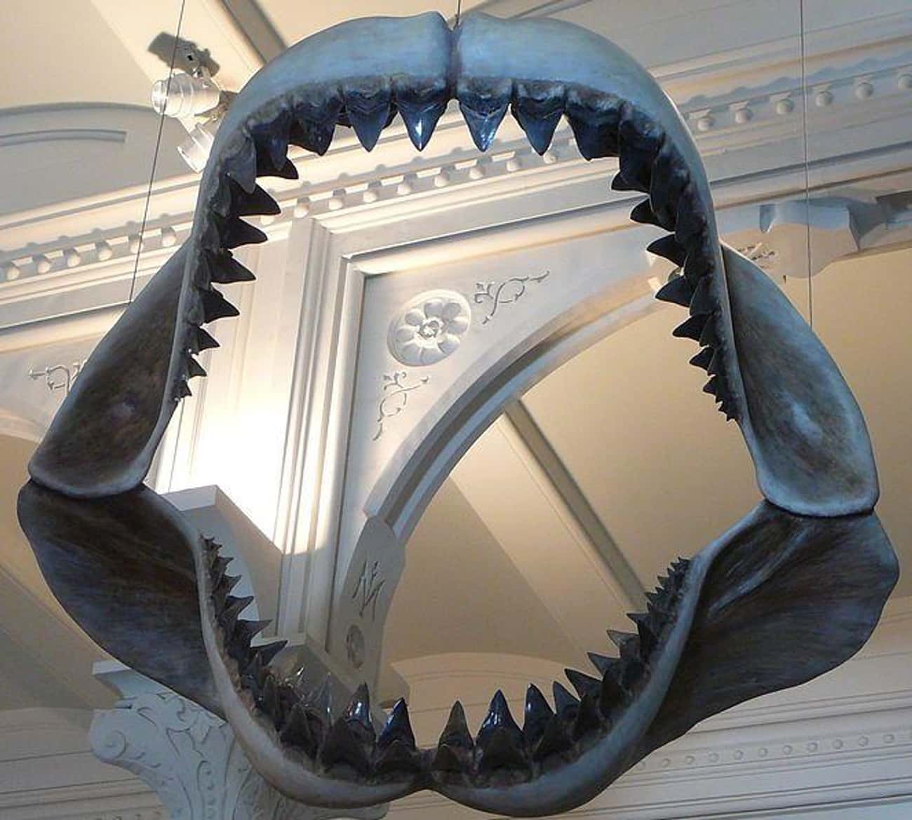 Its Jaws Could Crush Cars And Whales