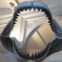 Its Jaws Could Crush Cars And Whales on Random Megalodons Were One Of The Most Horrifying Creatures To Swim The Seven Seas