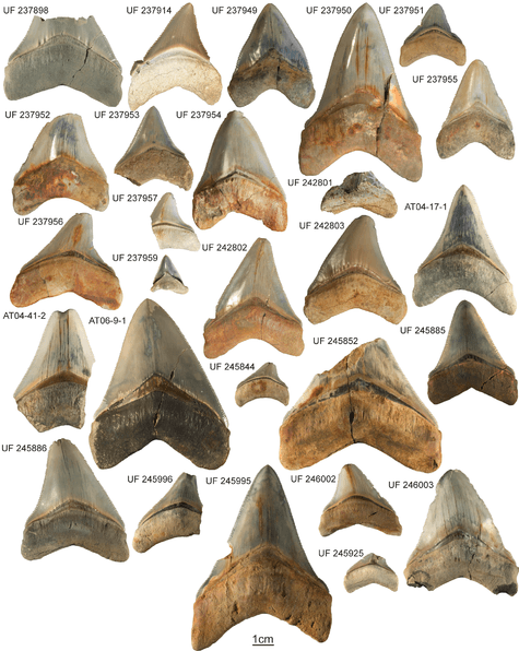 Megalodons Were One Of The Most Horrifying Creatures To Swim The Seven Seas