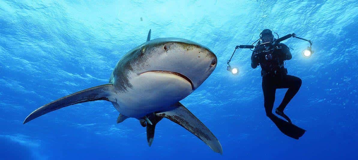 sharkfest deep blue shark pictures with divers