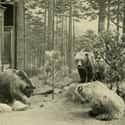 Mexican Grizzly Bear on Random Animals American Settlers Would Have Seen