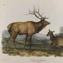 Eastern Elk on Random Animals American Settlers Would Have Seen
