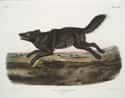Florida Black Wolf on Random Animals American Settlers Would Have Seen