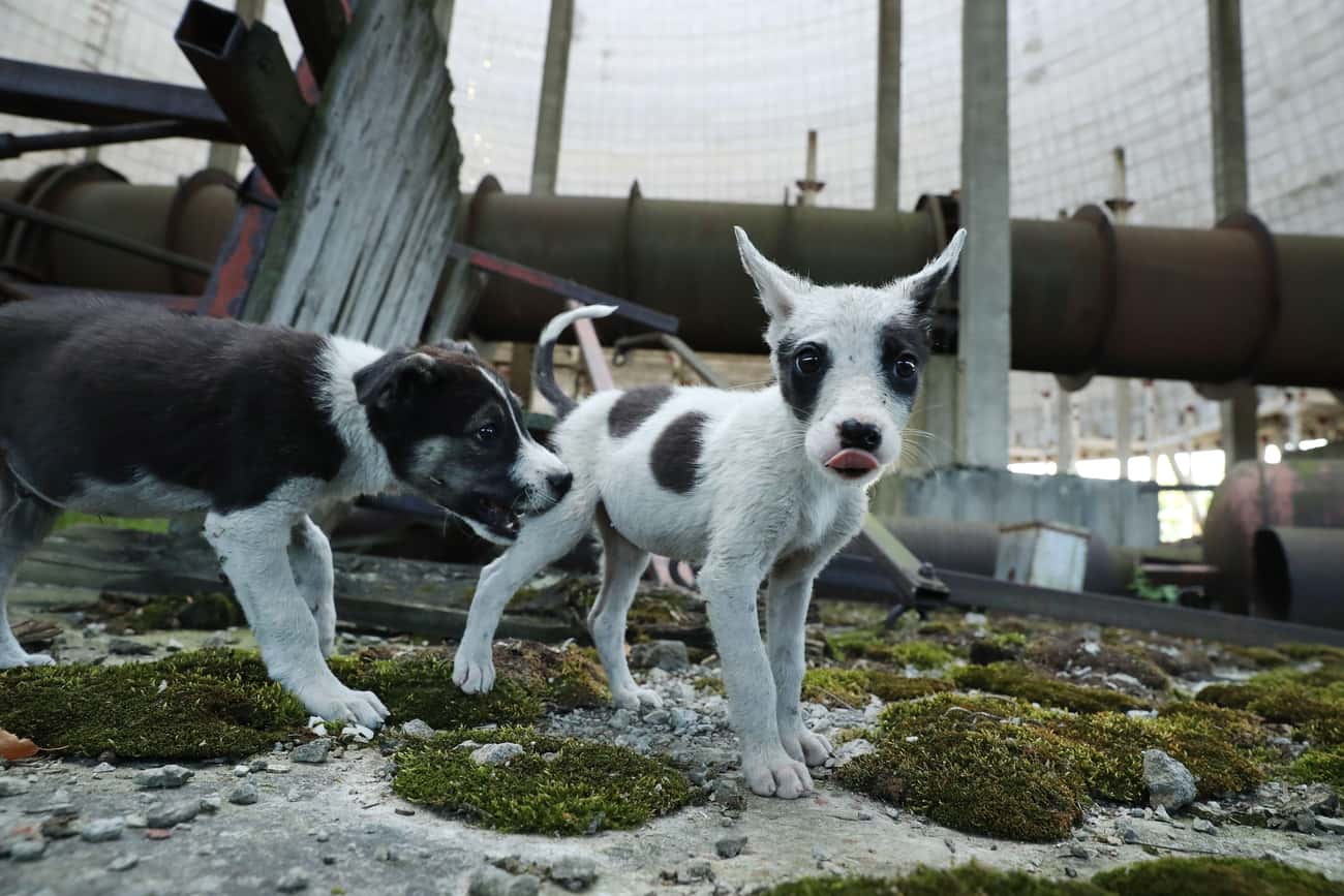The Dogs Are Descendants Of Pets Abandoned After Chernobyl
